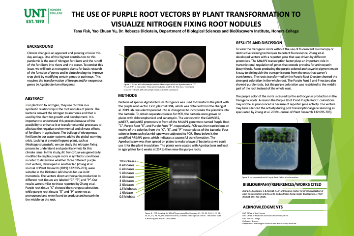 The Use of Purple Root Vectors by Transformation to Visualize Nitrogen Fixing Nodules