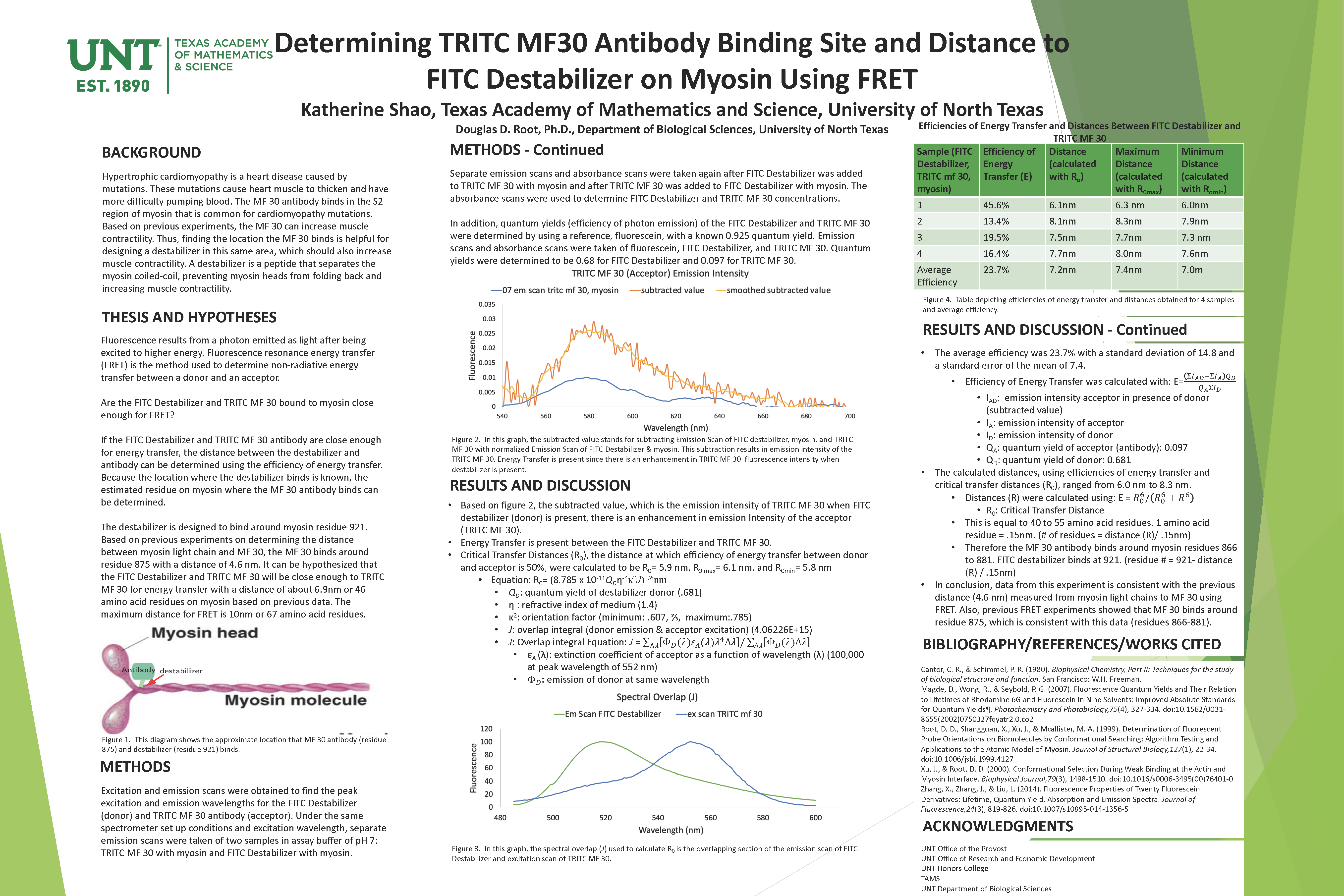 Determining TRITC MF30 Antibody Binding Site and Distance to FITC Destabilizer on Myosin Using FRET